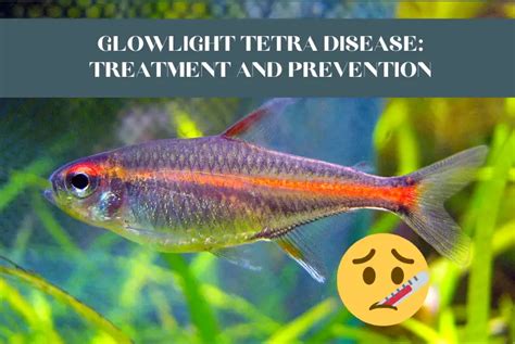 sick tetra fish|Neon Tetra Disease in Fish: Treatment .